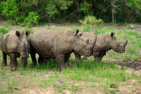 Neushoorn familie