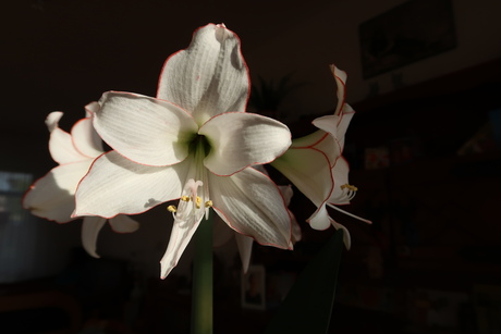 Witte amaryllis met rood randje .