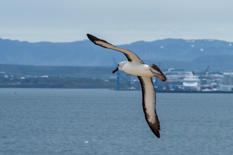 Atlantische geelneus albatros