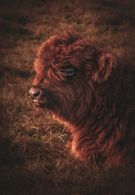 Jong leven in de winter