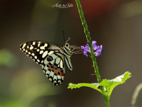 Met liefde voor detail… en een beetje magie