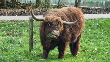 Schotse Hooglander
