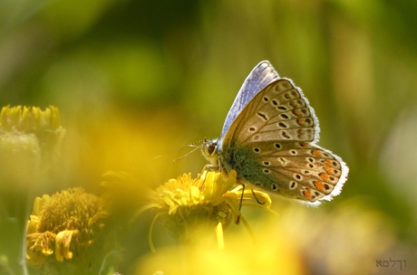 Icarus blauwtje