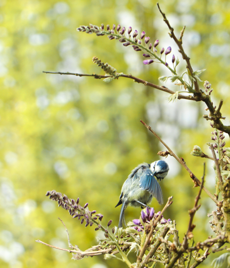 Pimpelmees in de blauwe regen