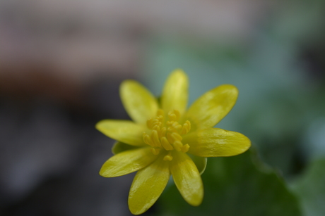 Asserbos, Assen, Nederland