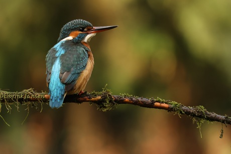De prachtige ijsvogel
