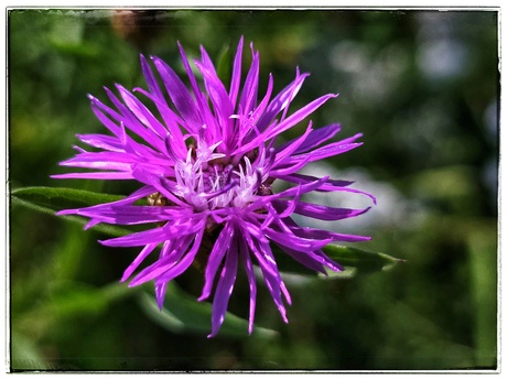 Centaurea jacea