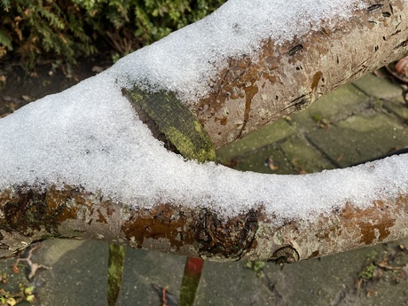 Sneeuw op tak