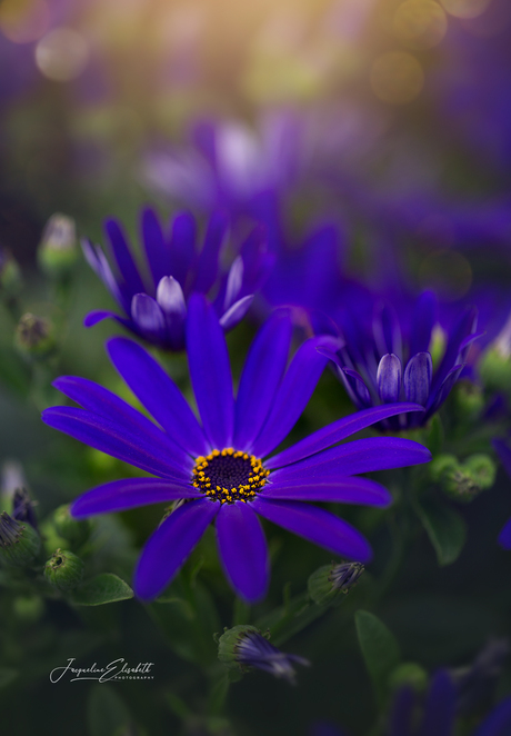 Daisy days are the best days.