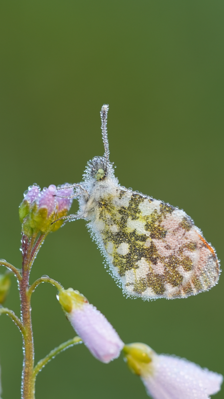 Oranjetipje met dauwdruppels 