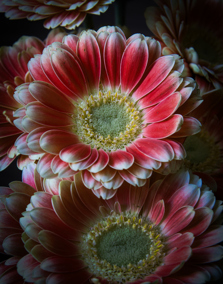 Gerbera