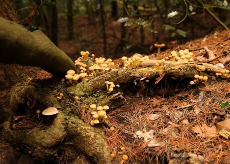 Paddenstoelen veld