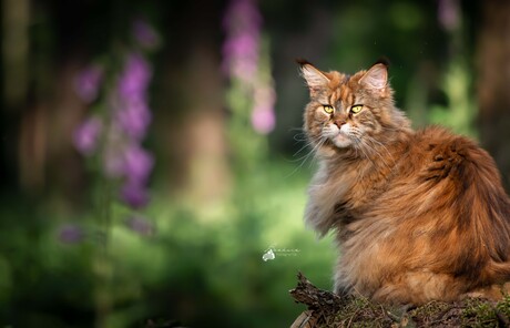 Maine Coon kat Leeuwin