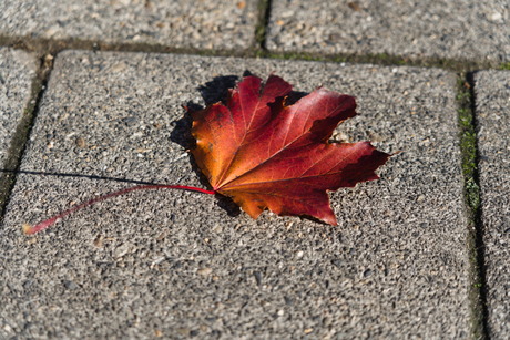 Een herfstblad