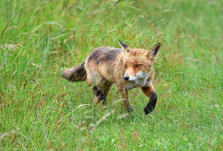 Fox Encounter