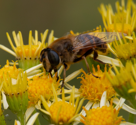 Blinde Bij (Eristalis tenax)