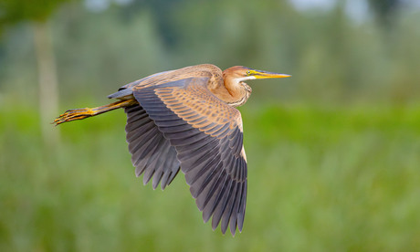 Purperreiger juveniel