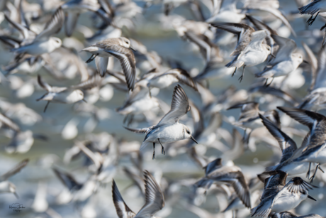 Wolk van drieteenstrandlopers 