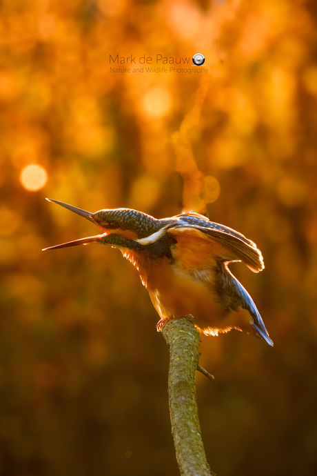 ijsvogel in tegenlicht