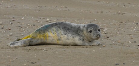 Pup Grijze zeehond.