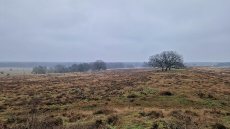 Mosselsche Veld (Veluwe)