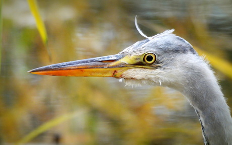 Een snavel als een dolk