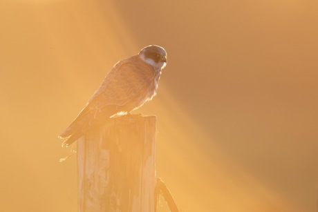 Roodpootvalkje in avondlicht