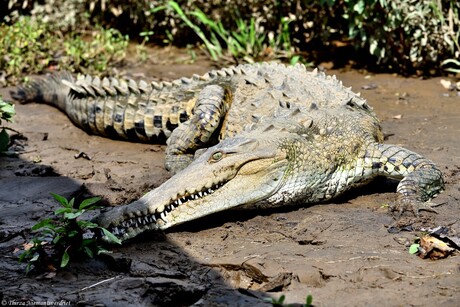 Crocodile Territory