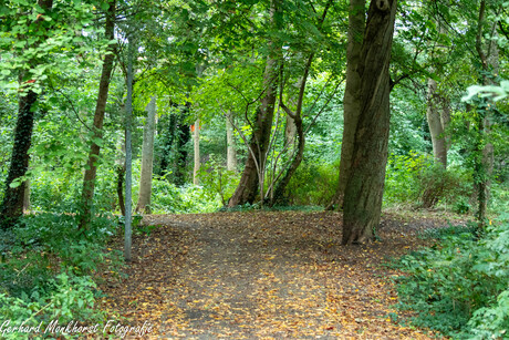 Stukje bos