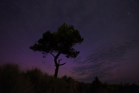 Tree with Northern Lights