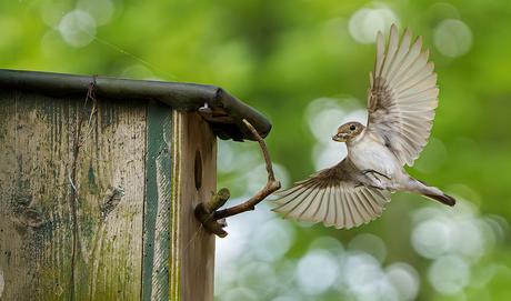 Landing