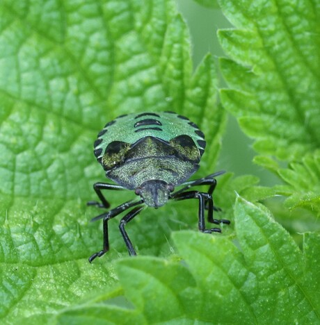 Groene Schildwants.