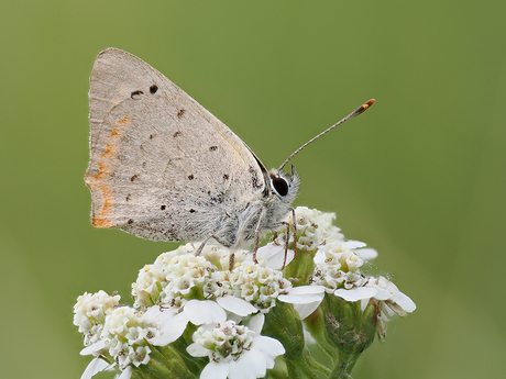Kleine vuurvlinder