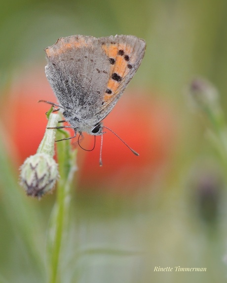 Kleine vuurvlinder