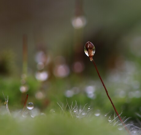 gevangen in een druppel