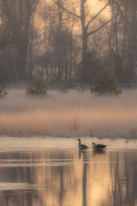 Ganzen op het water