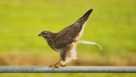 Buizerd