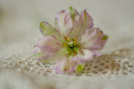 Bloemetje