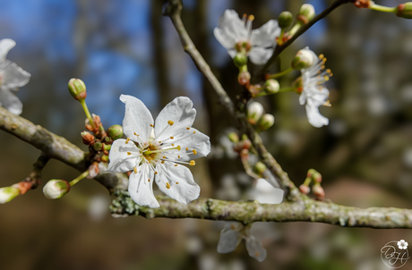 De lente komt er aan...!🤍