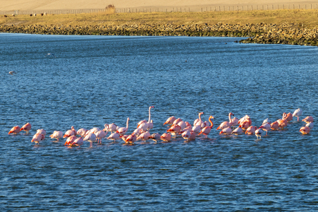 Flamingo's (2)