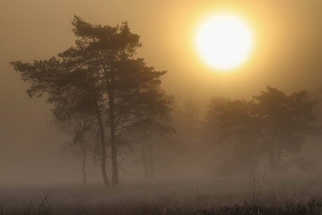mist kou zon