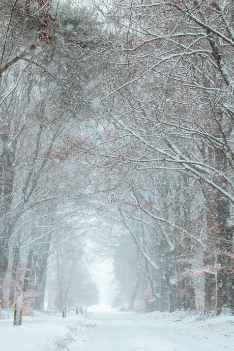 Winterwonderland in Nederland 