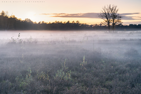 Misty evening