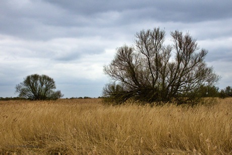 Twee bomen