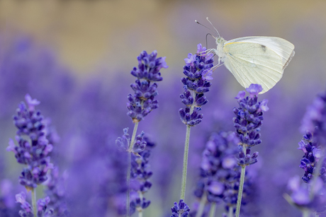 Vlindertje op de lavendel