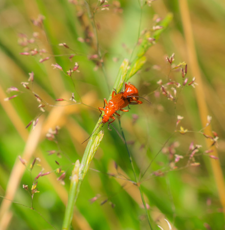 Rode Weekschildkever