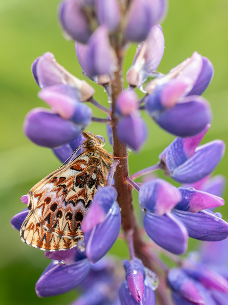 Titania's Parelmoervlinder