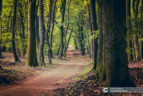 Zomers Speulder & Sprielderbos op de Veluwe.