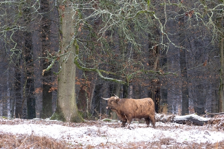 Grazer in de sneeuw