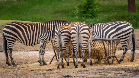 Hongerige zebra's